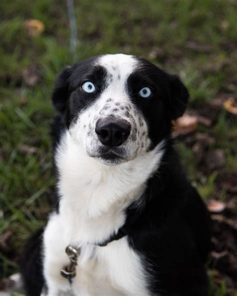 husky collie mix reviews.